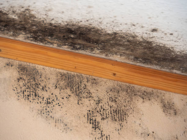 Best Indoor Air Quality Assessment  in Horse Cave, KY