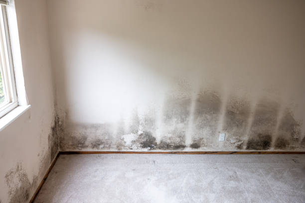 Best Attic Mold Removal  in Horse Cave, KY