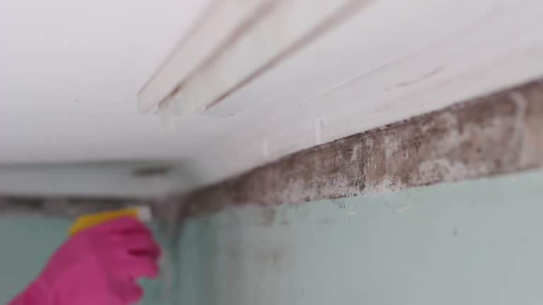 Best Mold Remediation for Healthcare Facilities  in Horse Cave, KY